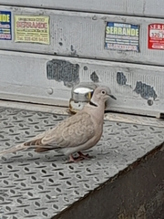 Streptopelia decaocto