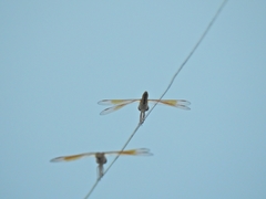 Brachythemis contaminata