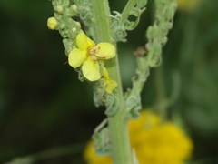 Verbascum speciosum