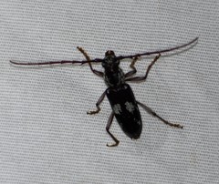 Elaphidion mimeticum