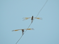 Brachythemis contaminata