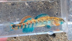 Etheostoma spectabile