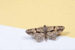 Psilalcis diorthogonia