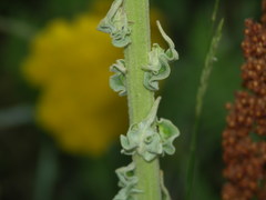 Verbascum speciosum