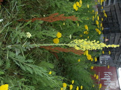 Verbascum speciosum