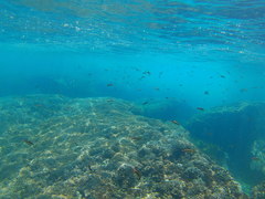 Thalassoma lucasanum