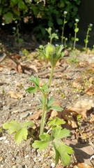 Ranunculus psilostachys
