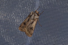 Agrotis chretieni