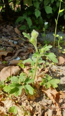 Ranunculus psilostachys