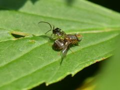 Anomoia purmunda
