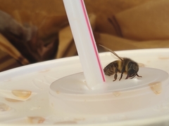 Apis mellifera
