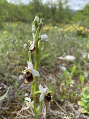 Ophrys fuciflora