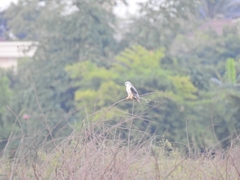 Elanus caeruleus