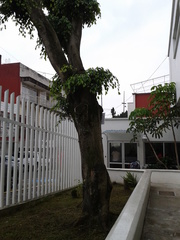 Ficus benjamina