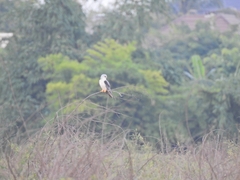 Elanus caeruleus