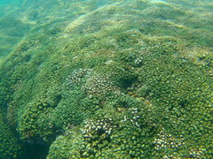 Halichoeres dispilus