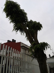 Ficus benjamina