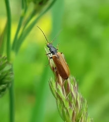 Rhagonycha fuscitibia