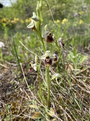 Ophrys fuciflora