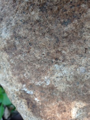 Leiobunum aldrichi