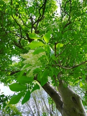 Fraxinus ornus