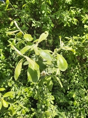 Salix