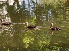 Dendrocygna autumnalis