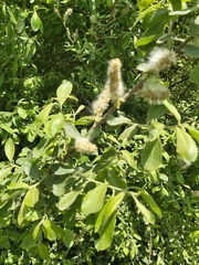 Salix