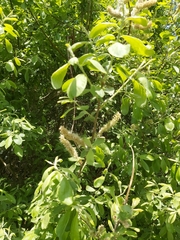 Salix
