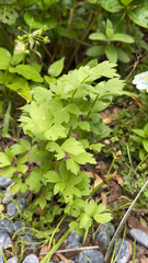 Levisticum officinale