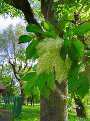 Fraxinus ornus