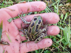 Gastrotheca riobambae
