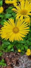 Doronicum