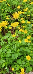 Doronicum