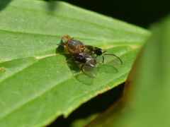 Anomoia purmunda