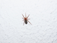 Mesiotelus
