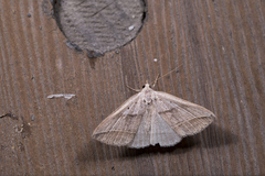 Blasticorhinus bifasciata