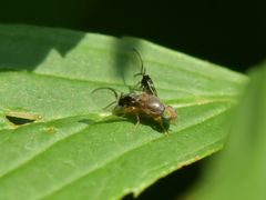 Anomoia purmunda