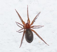 Mesiotelus