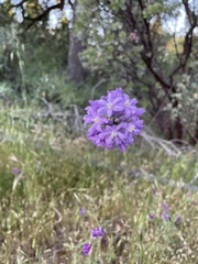 Dichelostemma multiflorum