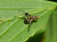 Anomoia purmunda
