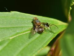 Anomoia purmunda
