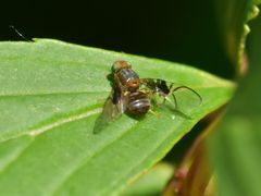 Anomoia purmunda