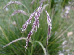 Ampelodesmos mauritanicus