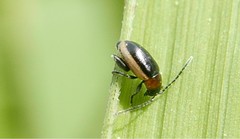 Longitarsus dorsalis