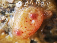 Pyura tessellata