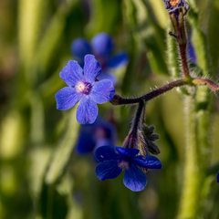 Anchusa azurea