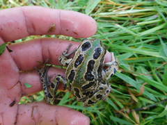 Gastrotheca riobambae