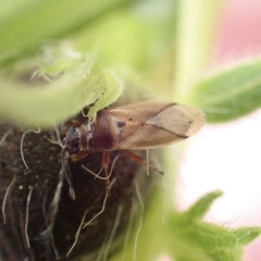 Cymus melanocephalus