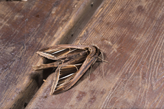 Tarsolepis fulgurifera